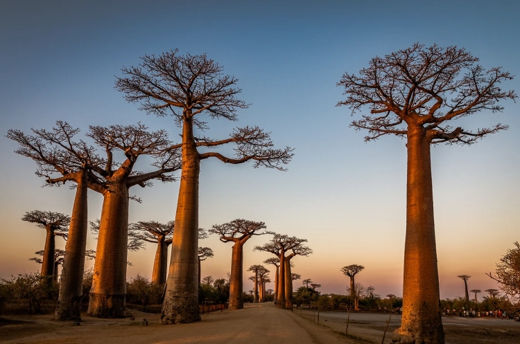 L'allée des Baoababs - Madagascar - Morondava